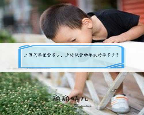 上海代孕花费多少，上海试管助孕成功率多少？